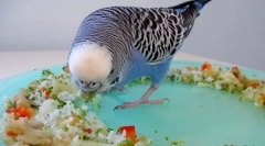 Decât hrănirea parroturilor ondulate pe lângă mâncare, ce altceva să dea un papagal